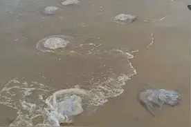 严重可致死！海边消暑警惕“漂亮刺客”图片