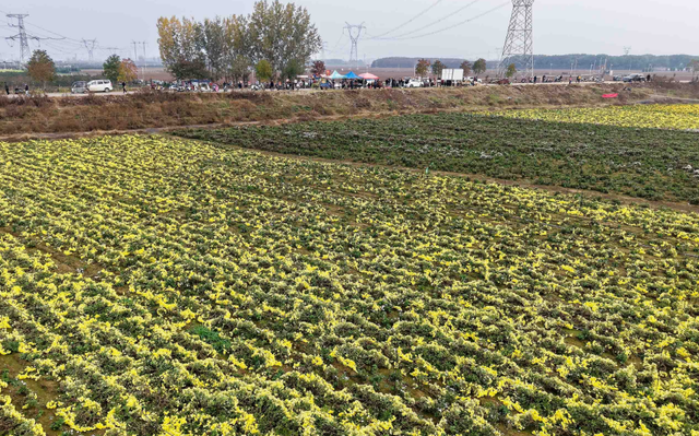 超美，平顶山这里有大片金色花海！