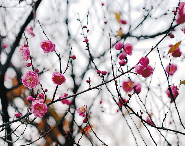 驿城寒梅迎冬开 暗香浮动醉游人