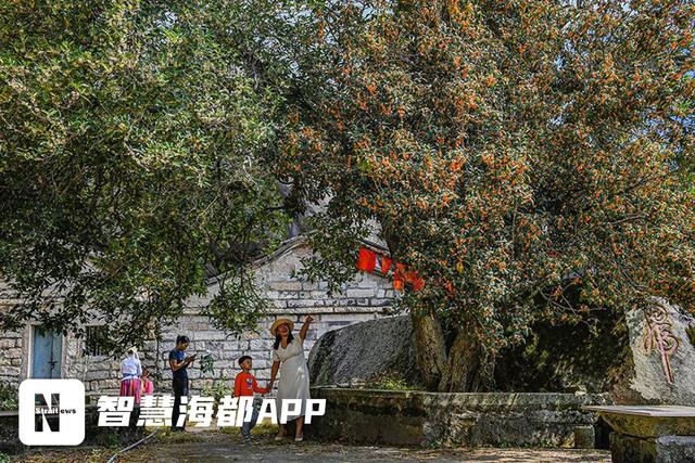 南安官桥一片寺：百年桂树，邂逅秋日