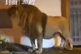 30秒｜有惊无险！意大利马戏团狮子出逃 “逛街”数小时被抓回图片