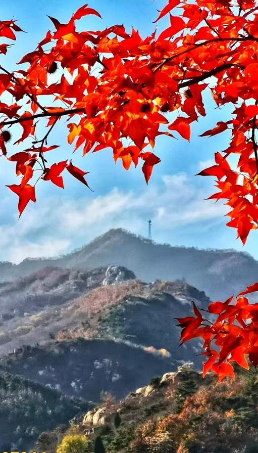 莱芜香山初冬惊现 “逆寒丹枫"  11月底前可邂逅肃秋余韵