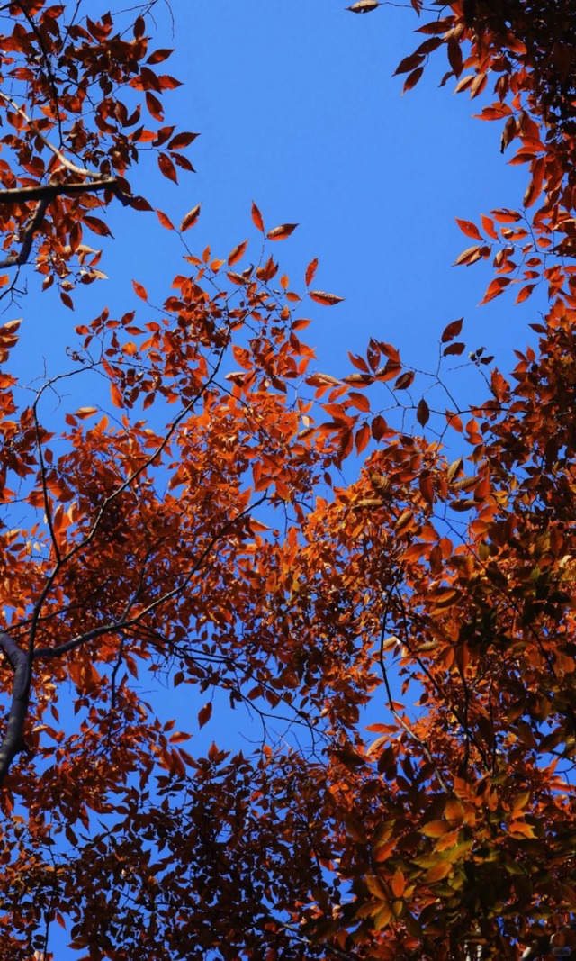 枫叶、梧桐、银杏、乌桕……上海市中心这个免费公园换上了五彩斑斓的秋装→