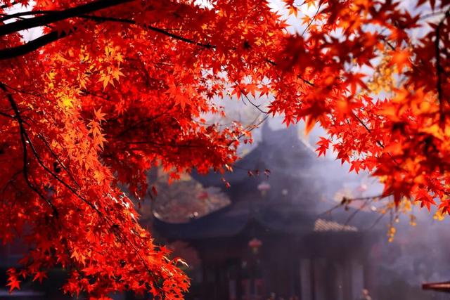 官宣：栖霞山进入最佳观赏期！