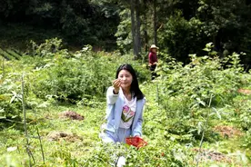 鹤峰下坪：树莓园摘“泡儿” 重温儿时乐趣图片