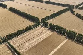 新华全媒＋丨高清大图看夏收#(2)图片