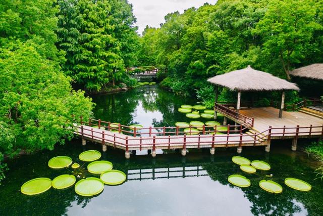 西双版纳同款美景！上海这个免费公园又到王莲观赏季→