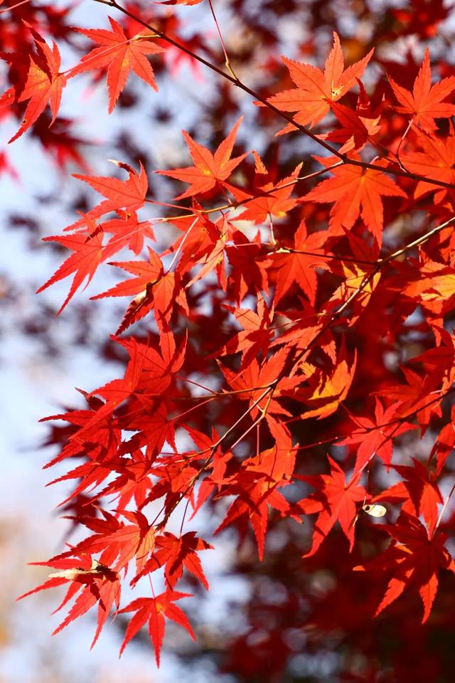 此时此刻，最美的栖霞山！