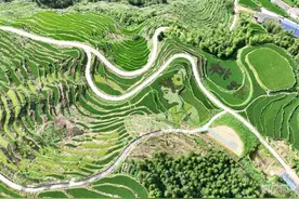 瞰江西！水稻“作画”扮靓梯田图片