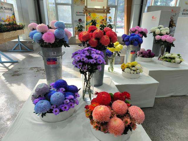 武汉市2025年金秋菊展今日开幕：共展出60余万盆菊花，“黄鹤楼” “巴公房子”亮相展区