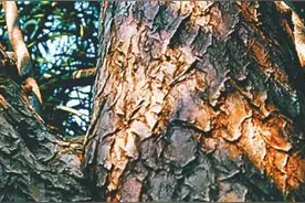 海南周刊 | 探访三亚龙血树古树群：“不老松”的奥秘图片