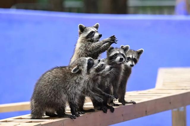就今天！巅峰日夜狂欢开启！
