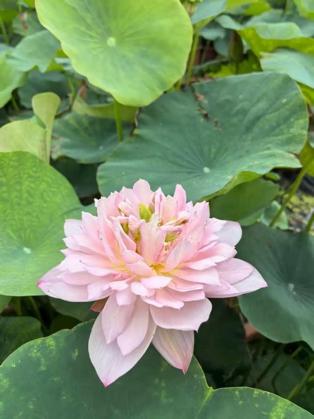 济南第39届荷花艺术节启幕，邀您共赏湖畔荷韵盛宴！（附赏荷攻略）