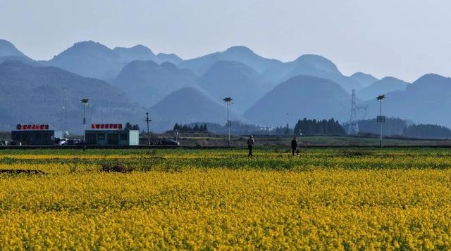 没看错！云南第一波油菜花已经金灿灿啦
