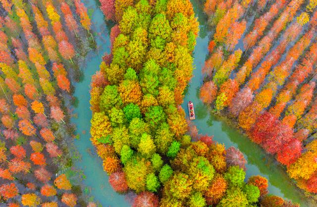 初冬水杉 色彩斑斓