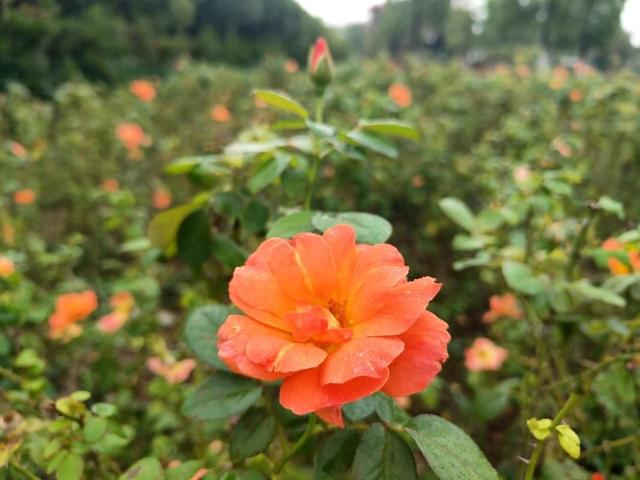 双节邂逅秋日浪漫！荆州临江仙公园焕新迎客