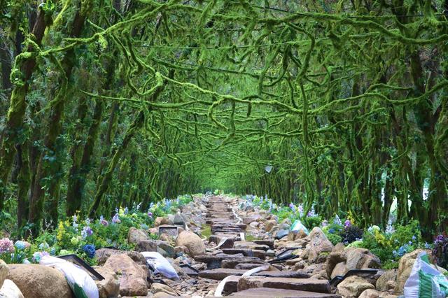 日照茶山牧场：一片茶香萦绕的治愈绿野