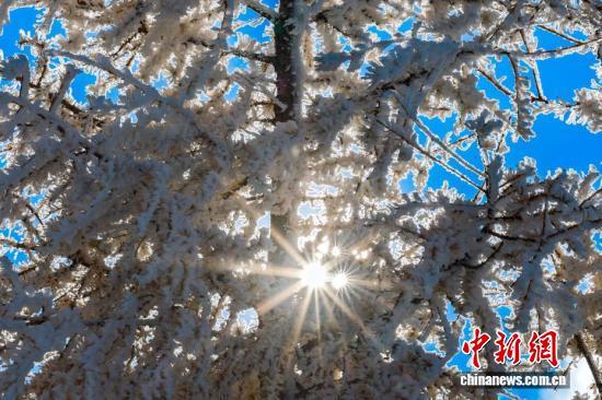 一半金黄一半雪白，秋日雾凇上线！