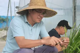 南国智库·观察丨中央一号文件里看南繁硅谷建设变化图片