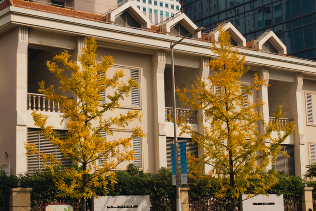 金色长廊加载中！静安这条道路银杏渐入佳境↑