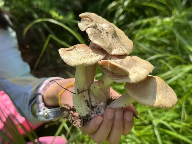 假期新点子，进山捡菌子