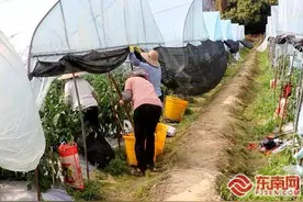 诏安建设：万象“耕”新不负春 春耕备耕正当时图片