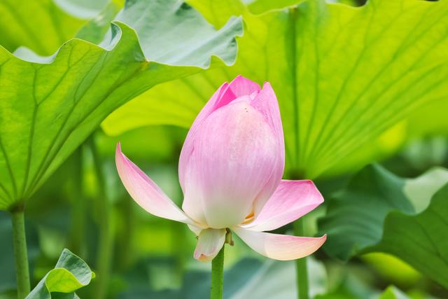 大暑时节圆明园荷花盛放 蜻蜓水鸟共绘“清凉图卷”