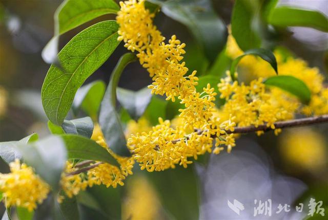 咸宁桂花盛放 全城浸在香甜里
