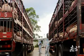 居全国地级市首位！河源上半年供港活猪达14.23万头图片