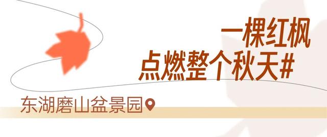 红红红红！红“枫”了！