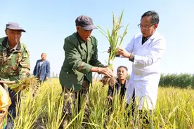 中国日报看山西｜山西推动航天育种旱稻试验研究图片