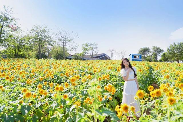 寒露凝秋色 花绽景常新