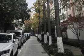 “光秃秃的”杭州一小区银杏修剪风波后，还有282棵待修剪图片