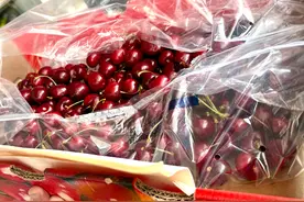 智利空运车厘子来了！2024年首票进口车厘子格伦红登陆苏州图片