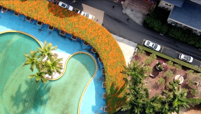 花开如瀑！新会这条“炮仗花廊”美爆了