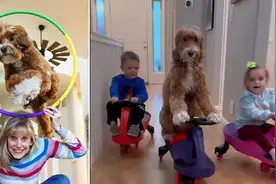 国外一宠物犬拥有多项技能 会滑滑板练瑜伽图片