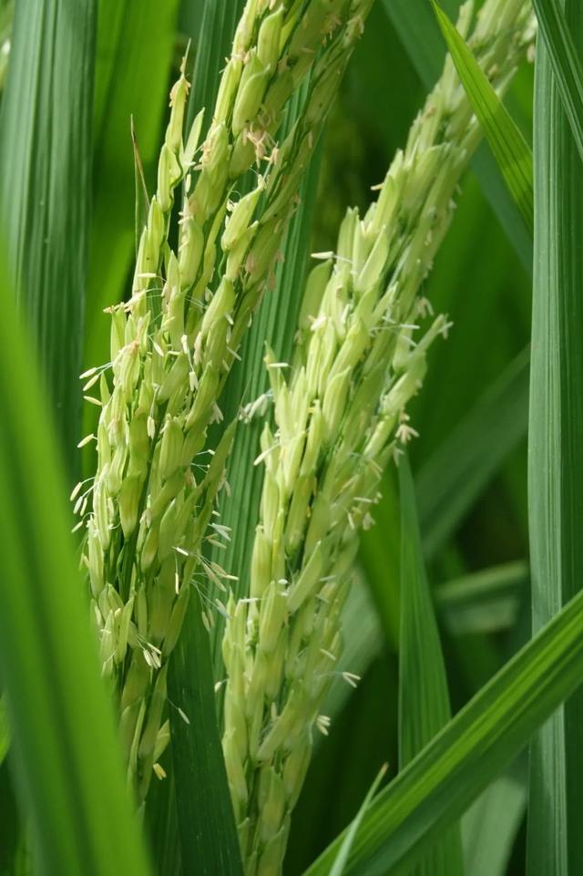 乐游绵阳 清凉一夏 ‖ 又是一年稻花香，游仙这个村庄美成治愈系油画！