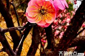 泰安|畔河梅花盛开，春日美景如画‌图片