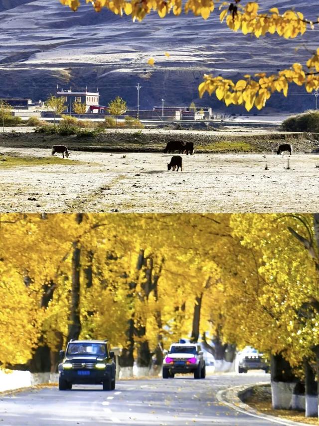 听说放秋假了？新都桥这波秋日余温太美了