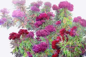 马克笔，绘出多彩乐章图片