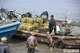 6万斤蛤蜊抢“鲜”上岸，亩产1万多斤！即墨区蛤蜊春收助农增收图片