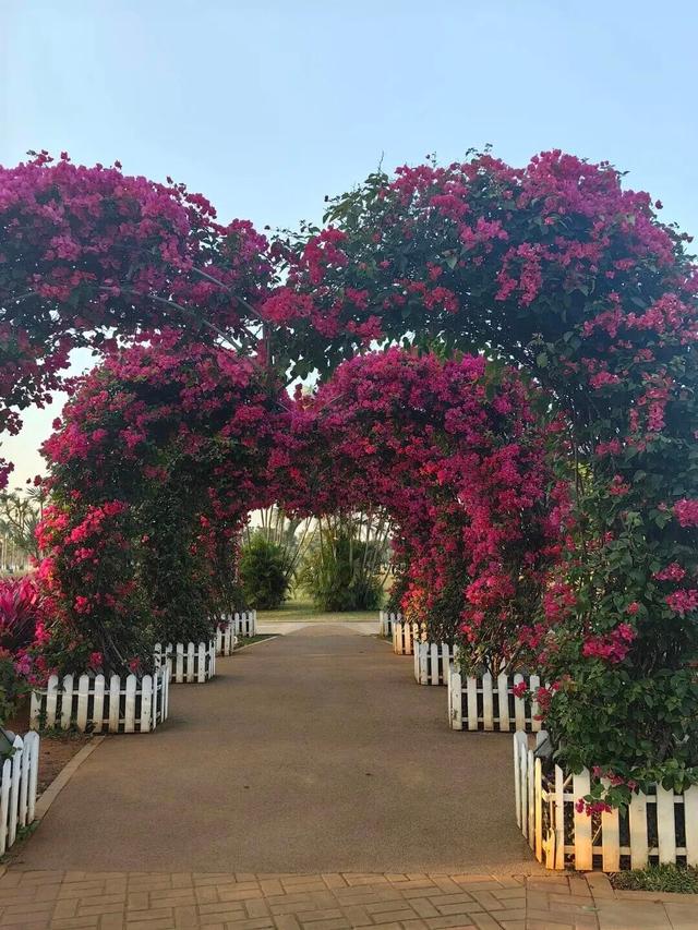 海口新晋打卡点？海口大同桥，因为TA火了→