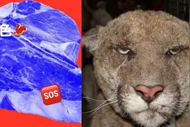 加州的野猪肉变成了蓝色，原因居然是老鼠？狮子为此也被安乐死？图片