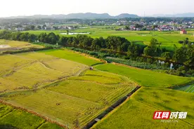 盘点2023丨共奏振兴曲 沃野皆诗篇 湘潭市农业农村局锚定农业强市建设目标蹄疾步稳图片