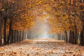 夜读丨梧桐图片