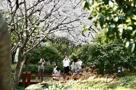 上海：陆家嘴鲜花绽放，白领出门即是春天图片