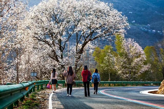 六安春季赏花地图发布！