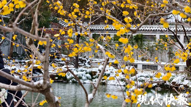 初雪如约而至，游客瘦西湖里踏雪寻梅