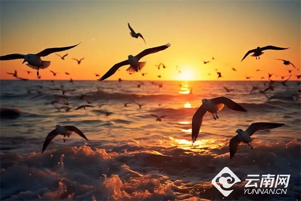 【早安云南·云游】浪漫值已拉满！快来邂逅昆明的“冬日顶流”