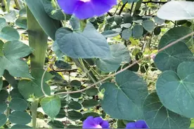 金融青未了|牵牛花之歌图片